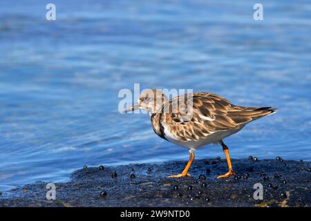 Ruddy turnstone (Arenaria interprets), sentier historique national Ala Kahakai, parc historique national Kaloko-Honokohau, Hawaï Banque D'Images