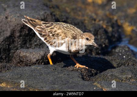 Ruddy turnstone (Arenaria interprets), sentier historique national Ala Kahakai, parc historique national Kaloko-Honokohau, Hawaï Banque D'Images