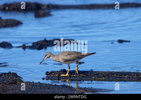 Wandering Tattler (Tringa incana), Ala Kahakai National Historic Trail, Kaloko-Honokohau National Historical Park, Hawaii Banque D'Images