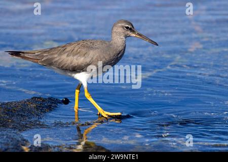 Wandering Tattler (Tringa incana), Ala Kahakai National Historic Trail, Kaloko-Honokohau National Historical Park, Hawaii Banque D'Images