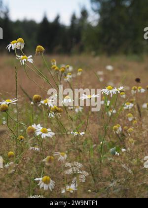 Champ de camomille du milieu de l'été dans la brise chaude de l'été Banque D'Images