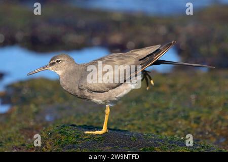 Wandering Tattler (Tringa incana), Ala Kahakai National Historic Trail, Kaloko-Honokohau National Historical Park, Hawaii Banque D'Images