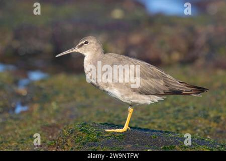 Wandering Tattler (Tringa incana), Ala Kahakai National Historic Trail, Kaloko-Honokohau National Historical Park, Hawaii Banque D'Images