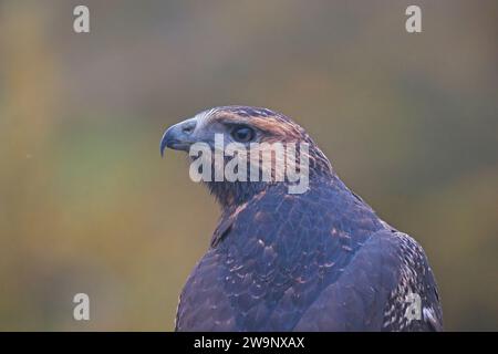 Portrait latéral de femelle juvénile Black Chested Buzzard Eagle sur fond doux et chaud Banque D'Images