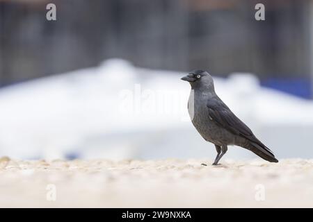 Un Jackdaw occidental marchant sur le sol, automne en Croatie Banque D'Images