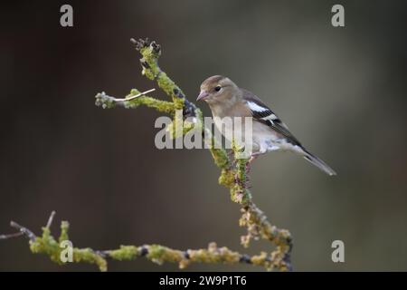 Chaffinch, Fringilla coelebs, femme dans le Mid Wales, royaume-uni Banque D'Images