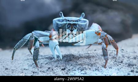 Vue rapprochée sous l'eau d'un crabe arc-en-ciel (Cardisoma armatum) Banque D'Images