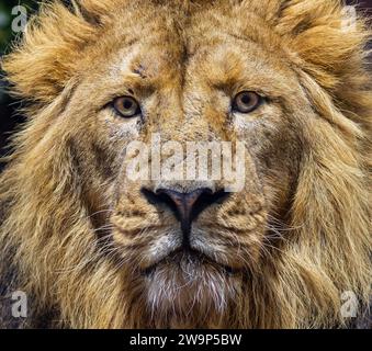 Vue rapprochée frontale d'un lion asiatique mâle (Panthera leo persica) Banque D'Images