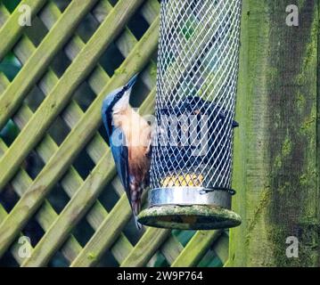 Nageoire, (Sitta europaea) se nourrissant de graines de tournesol sur une mangeoire pour oiseaux de jardin. Banque D'Images