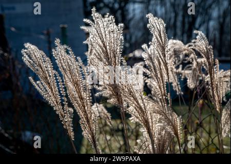 Miscanthus sinensis, eulalia ou herbe argentée chinoise en hiver. Banque D'Images