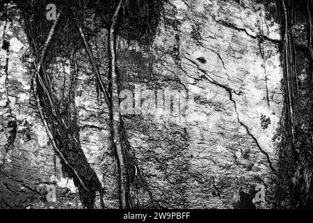 De l'eau s'égouttant sur les racines des arbres exposés et le substrat rocheux sur une colline. Banque D'Images