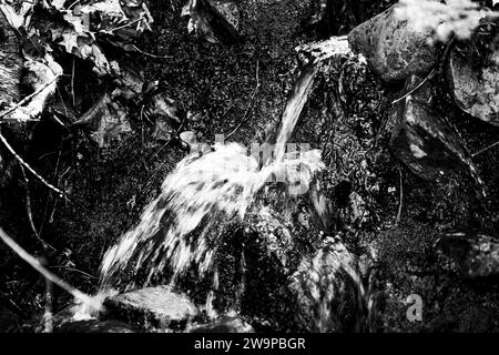 De l'eau s'égouttant sur les racines des arbres exposés et le substrat rocheux sur une colline. Banque D'Images