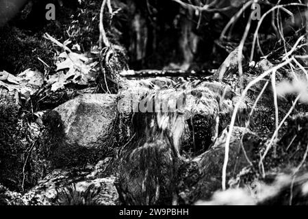 De l'eau s'égouttant sur les racines des arbres exposés et le substrat rocheux sur une colline. Banque D'Images