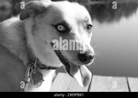 Beau chien de mélange husky sur le quai en bois à l'étang Banque D'Images