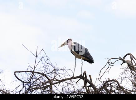 Cigogne de Marabou (Leptoptilos crumeniferus) debout sur un arbre dans le parc national de Tarangire Banque D'Images