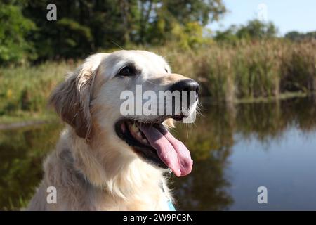 Golden Retriever à l'étang un jour tôt d'automne Banque D'Images