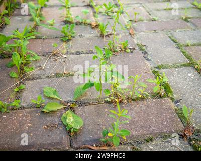 Germination de l'herbe à travers les joints des dalles de pavage Banque D'Images