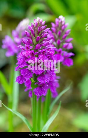Ochidés de Madère (dactylorhiza foliosa) en fleurs Banque D'Images