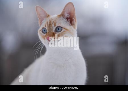 Chat adolescent bleu vif à yeux blanc Red point Siamese Kitten Portrait extérieur adorable visage et Whiskers Banque D'Images