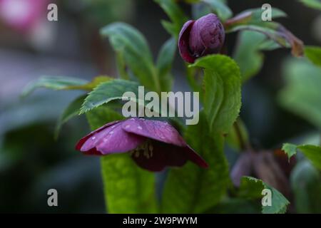 Helleborus « HGC Ice 'N' Roses Red' Banque D'Images