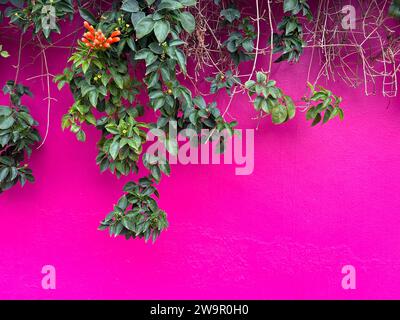 Vigne à fleurs tropicales avec des fleurs oranges poussant sur un fond de mur rose Banque D'Images