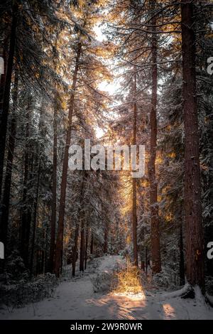 La belle forêt d'hiver avec des pins couverts de neige avec les couleurs du coucher du soleil pendant la soirée froide dans la taïga sibérienne à Khanty-Mansiysk, Russie. Banque D'Images