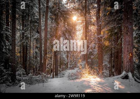 La belle forêt d'hiver avec des pins couverts de neige avec les couleurs du coucher du soleil pendant la soirée froide dans la taïga sibérienne à Khanty-Mansiysk, Russie. Banque D'Images