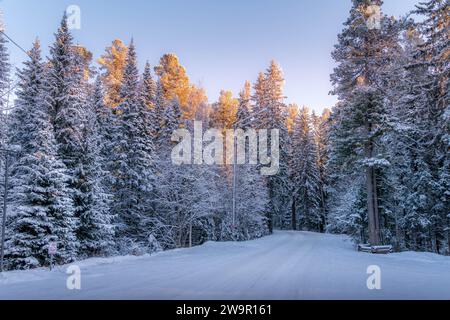 La belle forêt d'hiver avec des pins couverts de neige avec les couleurs du coucher du soleil pendant la soirée froide dans la taïga sibérienne à Khanty-Mansiysk, Russie. Banque D'Images