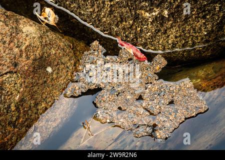 Petites pierres flottant à la surface de l'eau calme, maintenues par la tension superficielle à la surface de l'eau. Banque D'Images