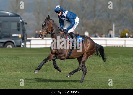 Photos du cheval de course 'Birds of Prey', monté par Harry Cobden, entraîné par Paul Nicholls, à l'hippodrome de Wincanton, le 21 mars 2022 Banque D'Images