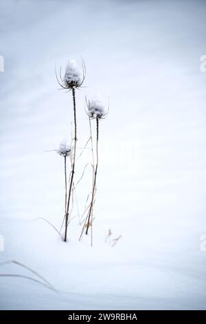 Groupe de cuillères à café sauvages sèches (Dipsacus fullonum) dans la neige, carte de voeux pour Noël et nouvel an, espace de copie, foyer sélectionné, profondeur étroite Banque D'Images