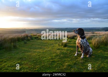 Pointeur allemand à cheveux courts profitant de la vue de l'Écosse depuis la frontière anglaise. Coucher de soleil d'été aux Scottish Boarders. Banque D'Images