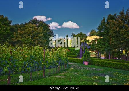 Toscane vignoble vignoble domaine typique en Italie, Europe. Banque D'Images