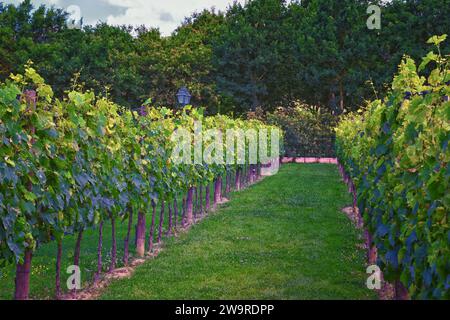 Toscane vignoble vignoble domaine typique en Italie, Europe. Banque D'Images