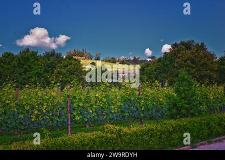 Toscane vignoble vignoble domaine typique en Italie, Europe. Banque D'Images