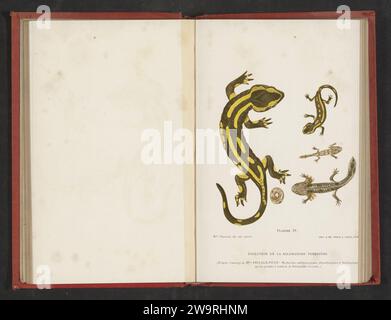 Evolutie van ei tot salamandre, anonyme, d'après Marie Phisalix, c. 1890 - en 1900 ou avant impression photomécanique France papier amphibiens avec queue Banque D'Images