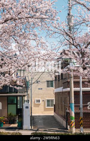 Changwon, Corée - 4 avril 2022 : Yeojwacheon Stream Spring cerisier Blossoms Street au festival Jinhae Gunhangje Banque D'Images