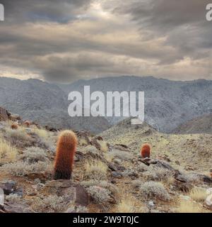 Nuages de tempête sur 49 Palms Oasis Trail. Parc national de Joshua Tree, Californie, États-Unis. Banque D'Images