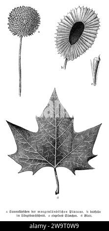 Platanus orientalis, tête de graine, feuille, Platanus orientalis, anonym (livre botanique, 1880), Morgenländische Platane, Samenköpfchen, Blatt, Platane d'Orient, tête de céréales, feuille Banque D'Images