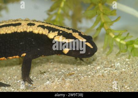 Gros plan détaillé sur un adulte coloré du Triton verruqueux du Laos, Paramesotriton laoensis Banque D'Images