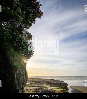 Des rayons de soleil brillent à travers les arbres Pohutukawa au coucher du soleil. Arbres Pohutukawa en fleurs à Muriwai Beach. Auckland. Banque D'Images