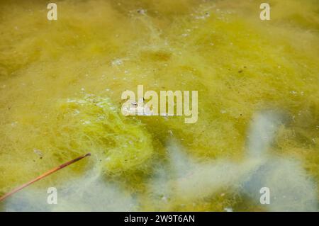 Grenouille verte ibérique, Pelophylax perezi, sur une flaque d'eau, Catalogne, Espagne Banque D'Images