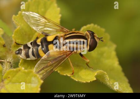 Gros plan naturel détaillé sur le grand hoverfly tigre, Helophilus trivittatus, sur une feuille verte Banque D'Images