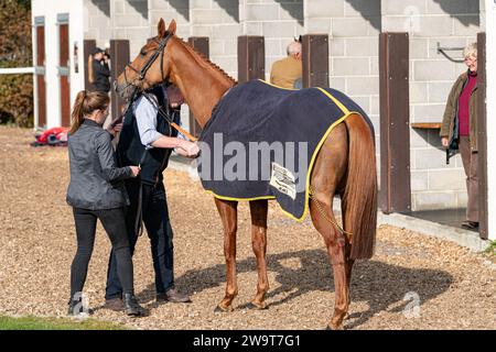 Phoenix Risen, entraîné par Jeremy Scott et monté par Rex Dingle, court dans la haie handicap à Wincanton, le 21 mars 2022 Banque D'Images