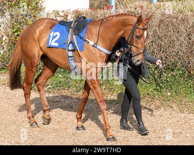 Phoenix Risen, entraîné par Jeremy Scott et monté par Rex Dingle, court dans la haie handicap à Wincanton, le 21 mars 2022 Banque D'Images