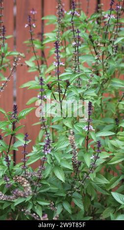 Basilic thaïlandais cultivé dans le jardin - O. basilicum var. Thyrsiflora gros plan Banque D'Images