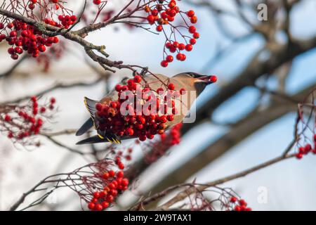 Waxwing Bird (Bombycilla garrulus) se nourrissant de baies rouges de rowan en décembre 2023, une année majeure d'irruption pour le migrant hivernal, Angleterre, Royaume-Uni Banque D'Images