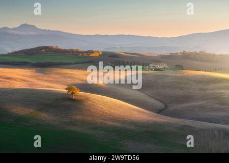 SAN QUIRICO d'ORCIA, TOSCANE / ITALIE - 7 décembre 2023 : arbre solitaire sur les collines du Val d'Orcia au coucher du soleil à la fin de l'automne. Le village de Radicofani i. Banque D'Images