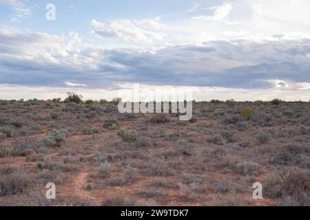 Broussailles stériles près du lac Menindee, région de Broken Hill en Nouvelle-Galles du Sud Banque D'Images