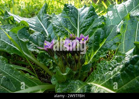 Fleurs violettes de la plante sauvage Mandragora parmi les feuilles vertes gros plan Banque D'Images